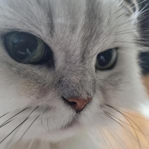 고양이 힐링송