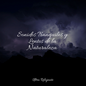 Hamaca En Los Árboles