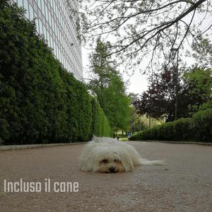 Incluso il cane