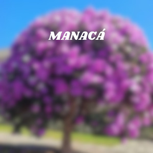 Manacá