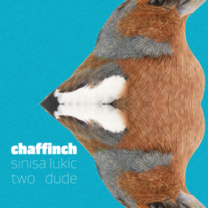 chaffinch
