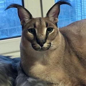 Floppa (feat. c4pri, br9y & aramii)