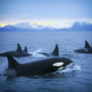 Pilot Whales Resting in Vestfjord