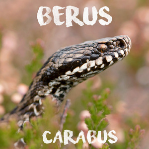Berus