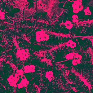 Терновый сад