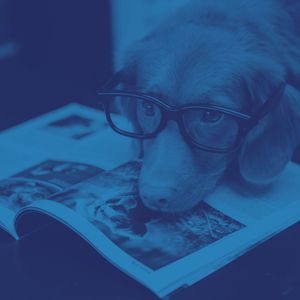 一尘不染训练犬印象数