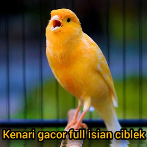 Kenari Gacor Full Isian Ciblek (Live)