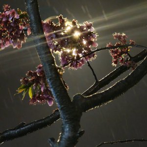 烟雨行舟（cover伦桑）