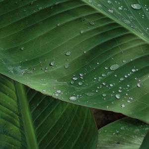 雨季 (1)