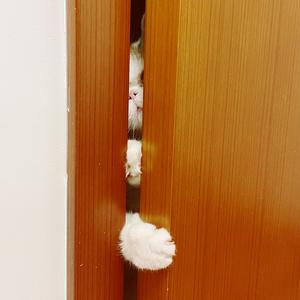 乐事薯片（黄瓜味）