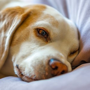 A Blest Sleep