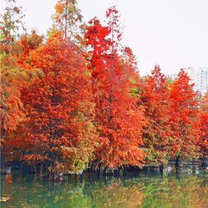 花语Floralspeak (8)