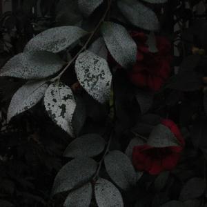 罪愆（prod by j3lvlYounger)