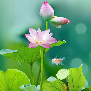 莲心不染·古琴五音疗愈