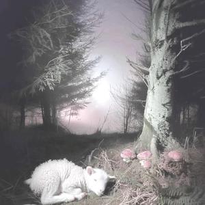 Sheep (feat. Apollo7) (Remastered)