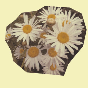 护花使者(和声伴奏)