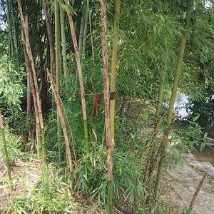 《候鸟远方》