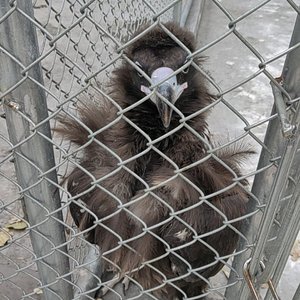 一半痴一半颠地爱你