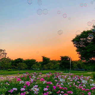 快手浪漫邂逅丨 你和花一样漂亮