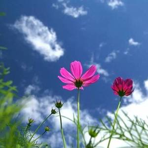 秋樱(十孔口琴)