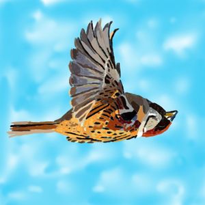 若麻雀终将坠落