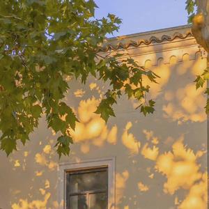 樱花樱花想见你