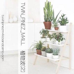 春のクレス [spring cress]