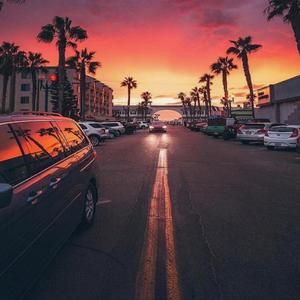 Palm Trees