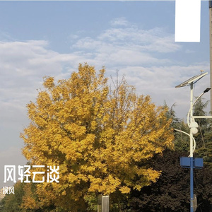 至此流年各天涯（cover我不理智）