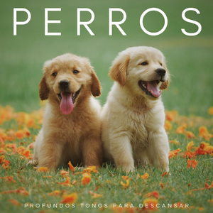 Música Para Gatitos