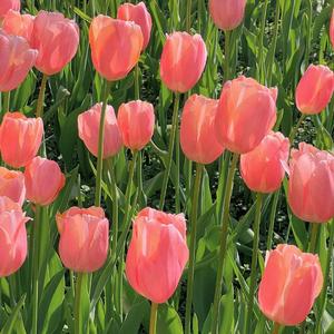 一笑倾城1648945004432_20220403_082146