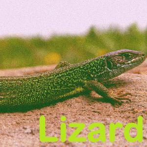 Lizard