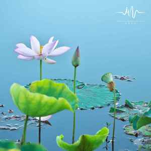 风过高山 (禅意佛音古筝曲)