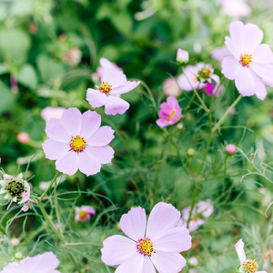 奇跡 (feat. 初音ミク)