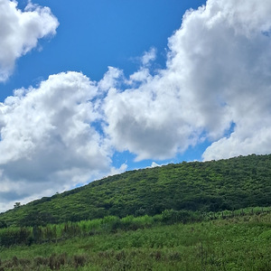 Jesus e o Paralítico de Cafarnaum (Moda de Viola)