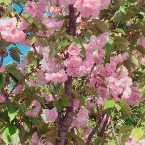 是风动（翻自 银临/河图）