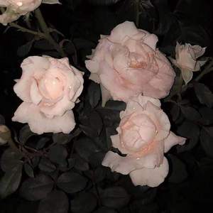 你就在我身边（prod by Meecro)