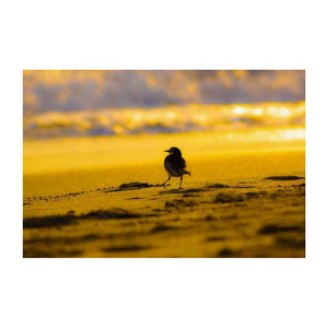 Great Bird Singer