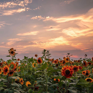 แปลไม่ออก 无法诠释 (Untold Answer)-(cover by PAN)