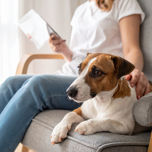 Ritmos Tranquilos Para El Descanso De Las Mascotas