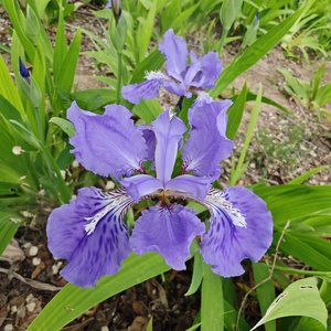 479封未寄出的信.wav