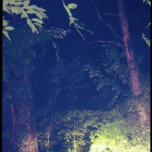 ROOTS (feat. $hawboy & Trent LBK)