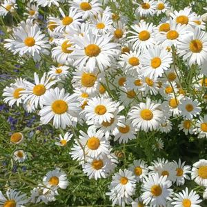 我会守在你身旁