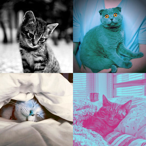 优美小猫器乐