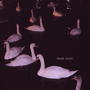 black swan