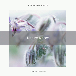 Bird Song and Relaxing Meadow Songs for Hard Relax pt. 1