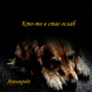 Кто-то в стае ослаб