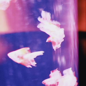 森林裡的伊藤珍妮