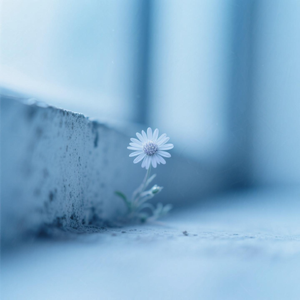 墙角处那一朵小花