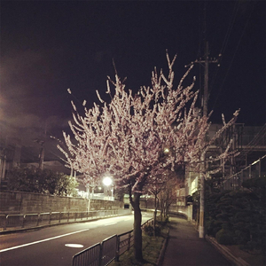 Probably (Viola and Sine Wave Version)